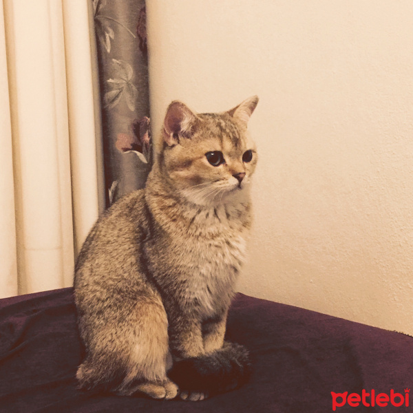 British Shorthair, Kedi  Leia fotoğrafı