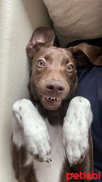 Alman Kısa Tüylü Pointer, Köpek  Pesto fotoğrafı