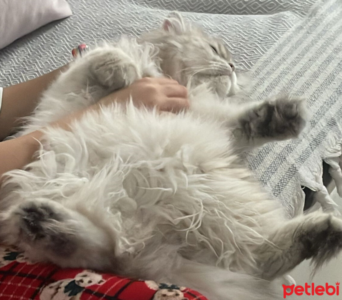 British Longhair, Kedi  Hamlet fotoğrafı