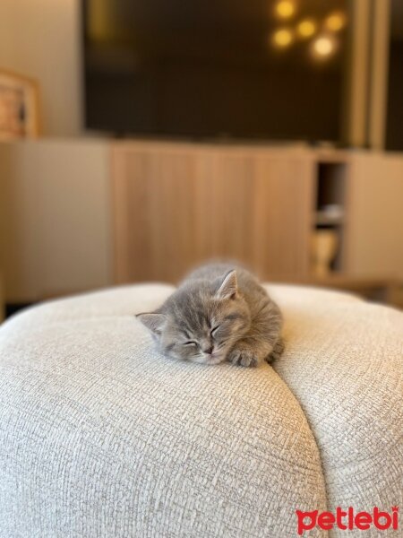 British Longhair, Kedi  BADEM LEO fotoğrafı