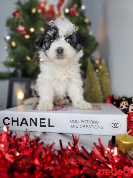 Maltese, Köpek  Pati fotoğrafı