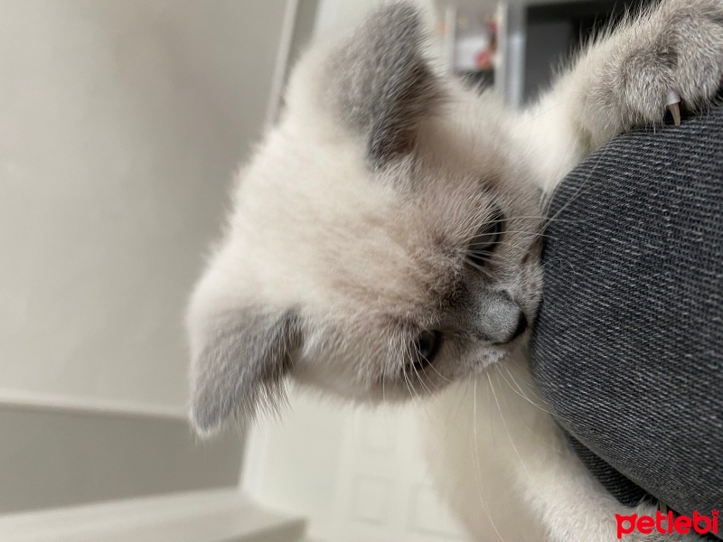 British Shorthair, Kedi  Müezza fotoğrafı