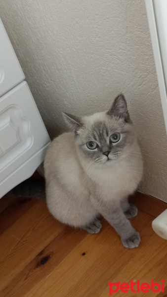 British Shorthair, Kedi  Mia fotoğrafı