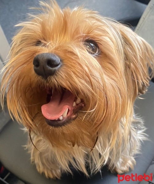 Yorkshire Terrier, Köpek  Eva fotoğrafı