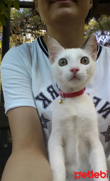 Ankara Kedisi, Kedi  lucy fotoğrafı