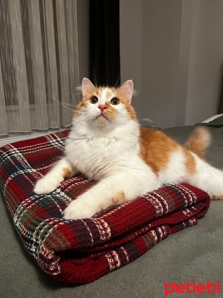 Sarman, Kedi  Barney fotoğrafı