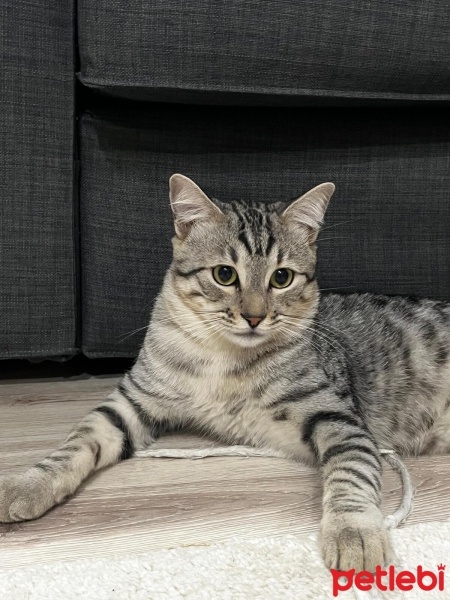 Egyptian Maular, Kedi  Duman fotoğrafı