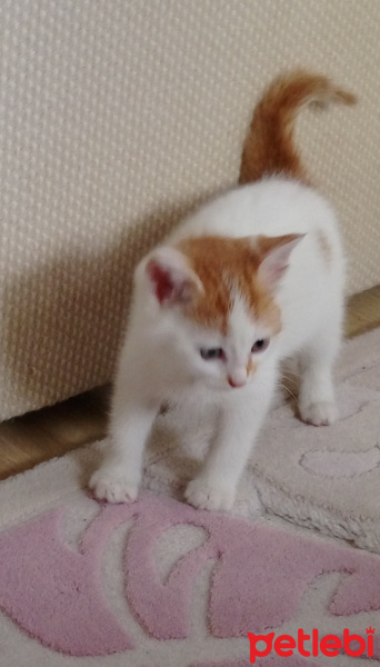 Tekir Kedi, Kedi  yumak fotoğrafı