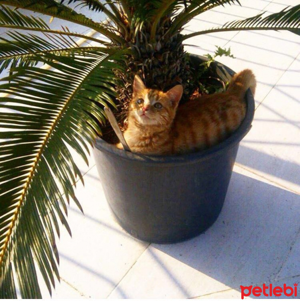 Tekir Kedi, Kedi  yumak fotoğrafı
