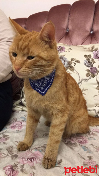 Tekir Kedi, Kedi  yumak fotoğrafı