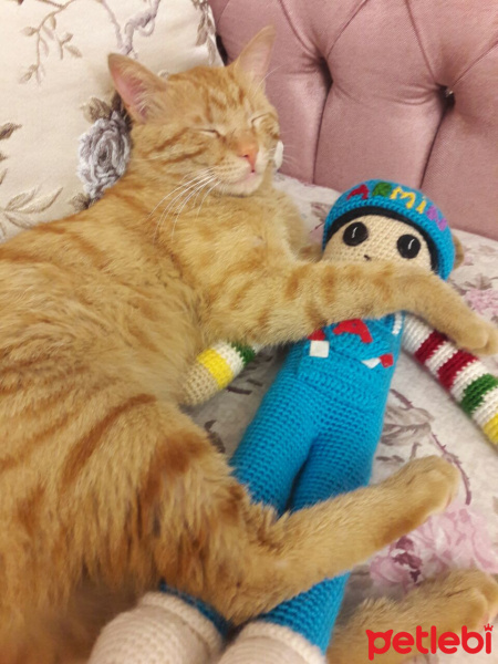 Tekir Kedi, Kedi  yumak fotoğrafı