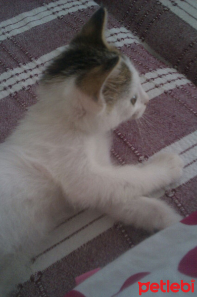 Tekir Kedi, Kedi  yumak fotoğrafı