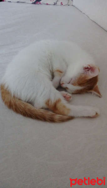 Tekir Kedi, Kedi  yumak fotoğrafı