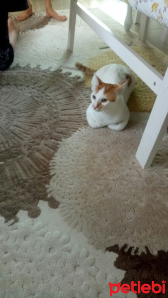 Tekir Kedi, Kedi  yumak fotoğrafı