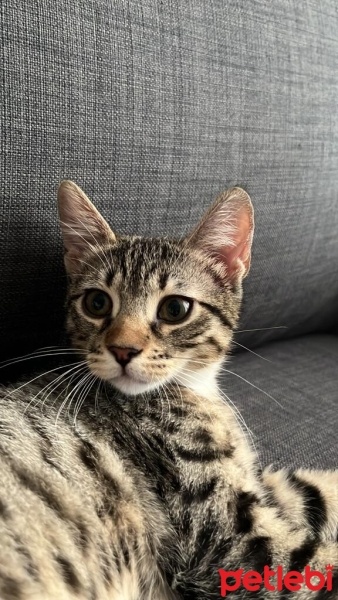 Tekir Kedi, Kedi  Firuze fotoğrafı