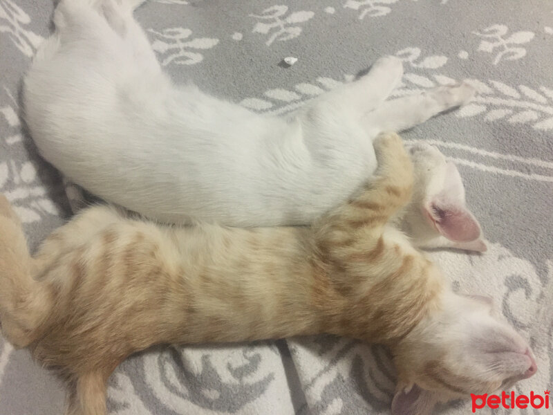 Ankara Kedisi, Kedi  Kar ve pati  fotoğrafı