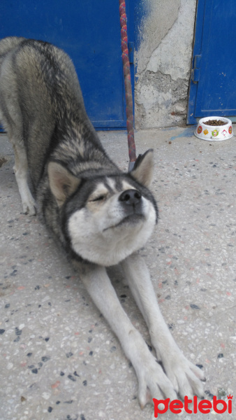 Sibirya Kurdu (Husky), Köpek  Bella fotoğrafı