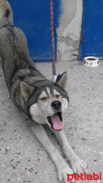 Sibirya Kurdu (Husky), Köpek  Bella fotoğrafı