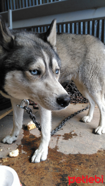Sibirya Kurdu (Husky), Köpek  Bella fotoğrafı