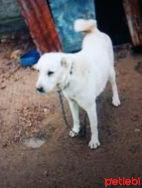 Akbaş, Köpek  nazlı fotoğrafı