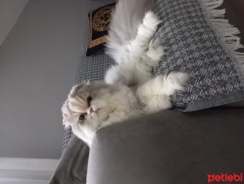 British Longhair, Kedi  Luna fotoğrafı