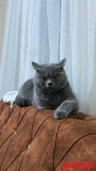 British Shorthair, Kedi  Kaju fotoğrafı