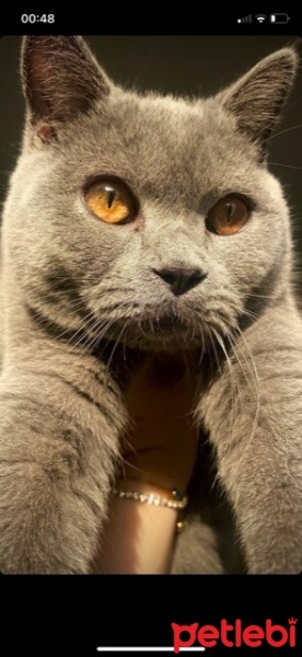 British Shorthair, Kedi  Kaju fotoğrafı