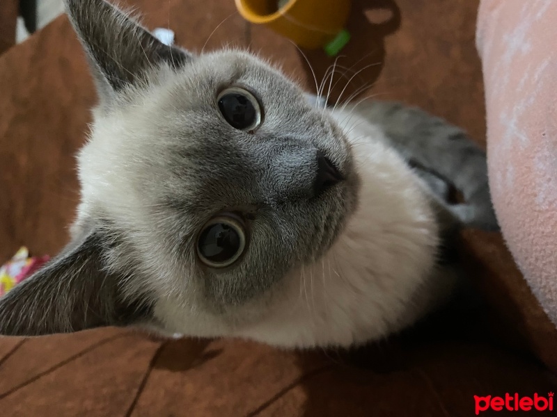 British Shorthair, Kedi  Latte fotoğrafı
