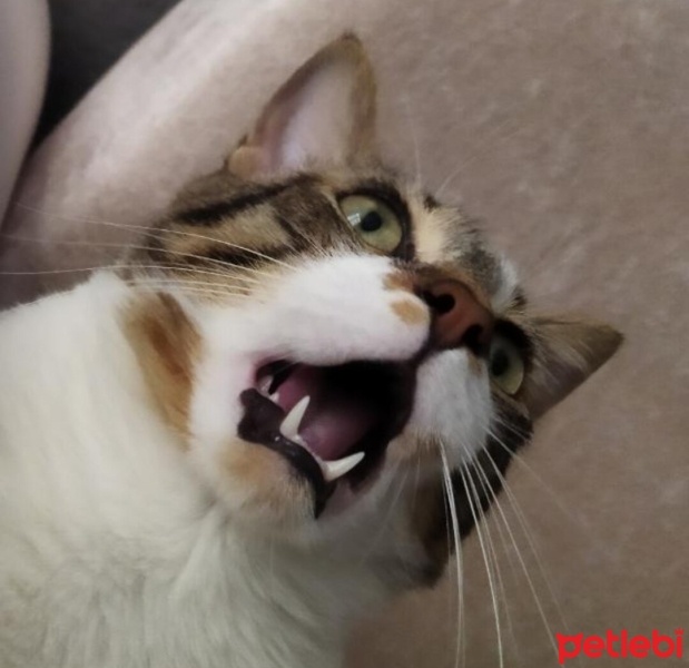 Tekir Kedi, Kedi  Miki fotoğrafı