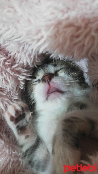 Tekir Kedi, Kedi  Miki fotoğrafı