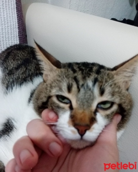 Tekir Kedi, Kedi  Miki fotoğrafı