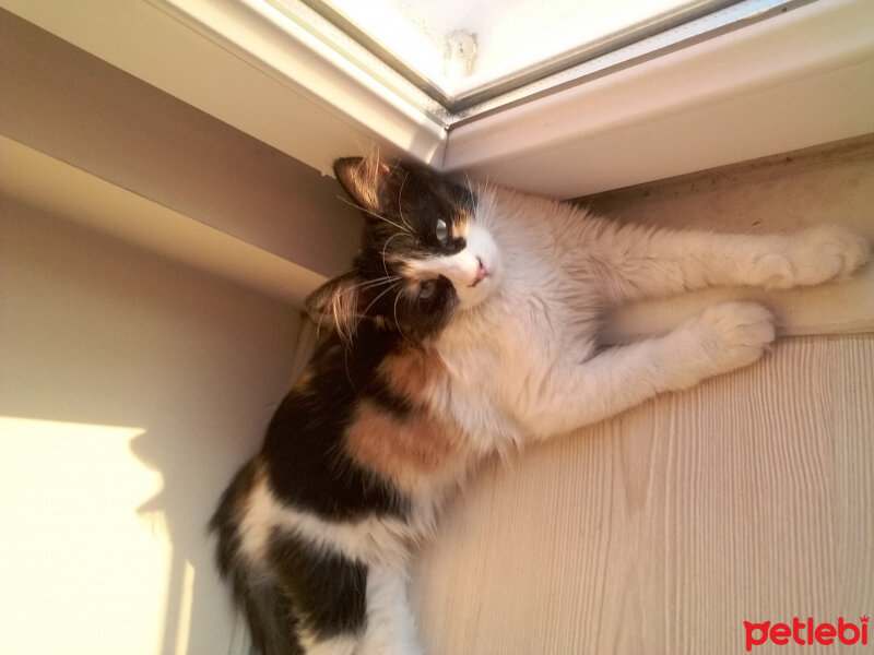 Tekir Kedi, Kedi  Mindy fotoğrafı