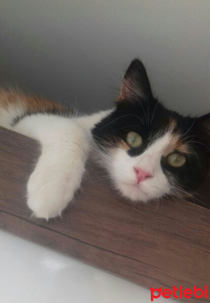 Tekir Kedi, Kedi  Mindy fotoğrafı