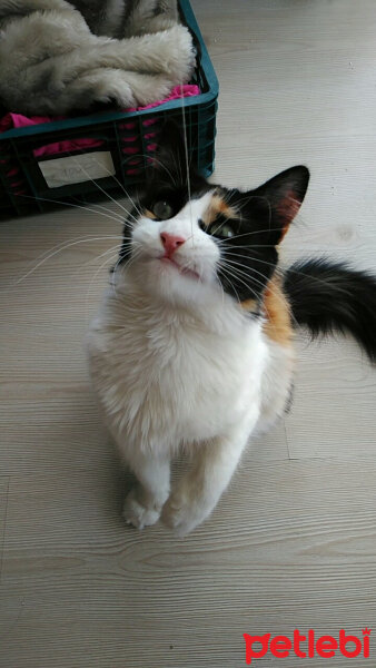 Tekir Kedi, Kedi  Mindy fotoğrafı