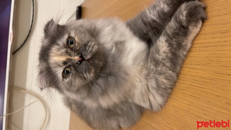 British Shorthair, Kedi  Boncuk fotoğrafı