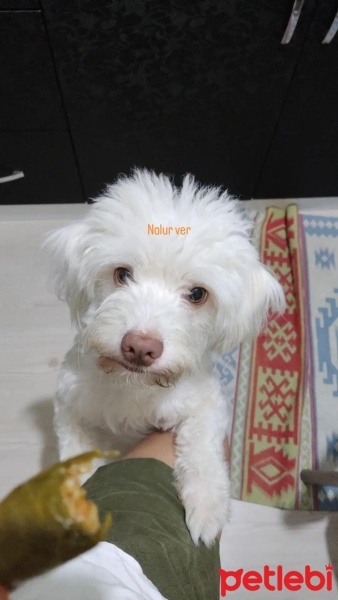 Maltese, Köpek  Korsan fotoğrafı
