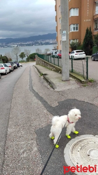 Maltese, Köpek  Korsan fotoğrafı