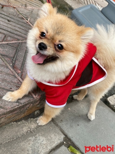 Pomeranyalı, Köpek  Pablo fotoğrafı