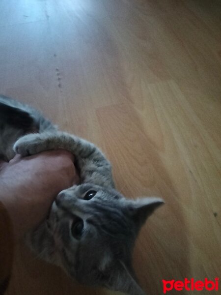 Scottish Fold, Kedi  gry oğluş fotoğrafı