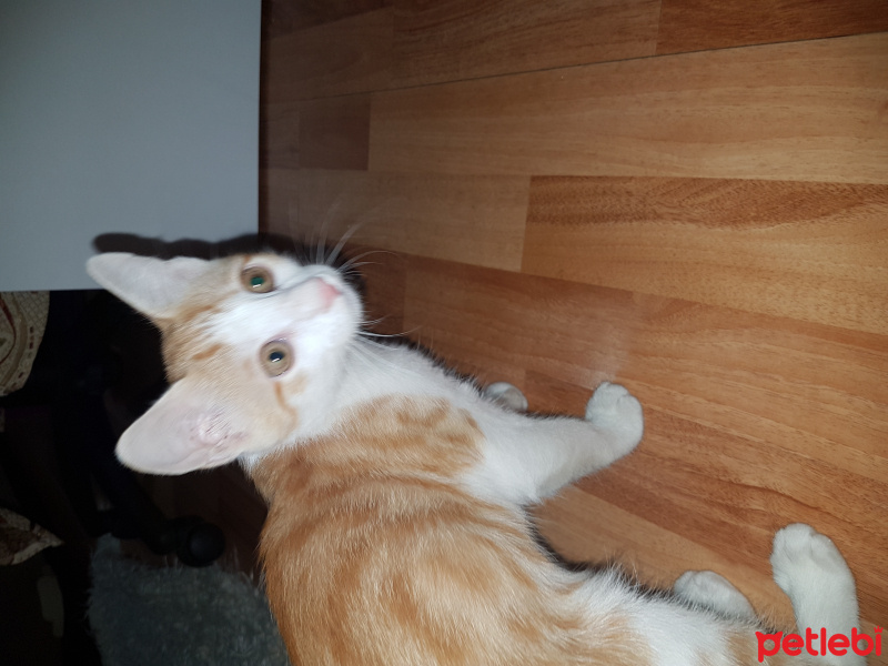 Tekir Kedi, Kedi  Boncuk fotoğrafı
