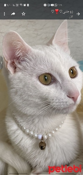 Ankara Kedisi, Kedi  Luna fotoğrafı