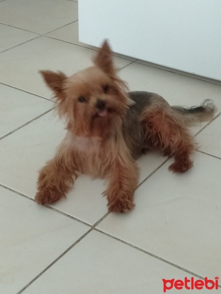 Yorkshire Terrier, Köpek  Pablo fotoğrafı
