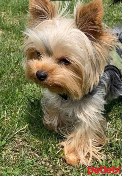 Yorkshire Terrier, Köpek  Pablo fotoğrafı