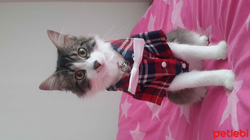 Tekir Kedi, Kedi  Prens fotoğrafı