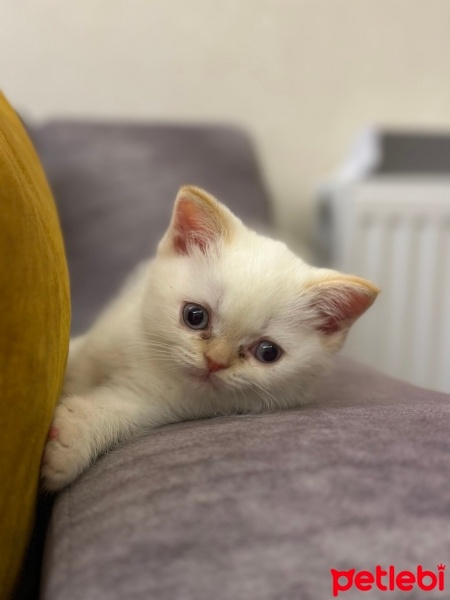 British Shorthair, Kedi  SÜTLAÇ fotoğrafı