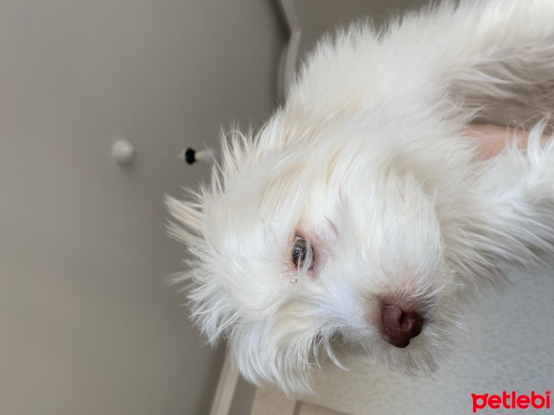 Maltese, Köpek  Chivas fotoğrafı