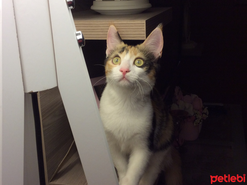 American Keuda, Kedi  Suzi fotoğrafı