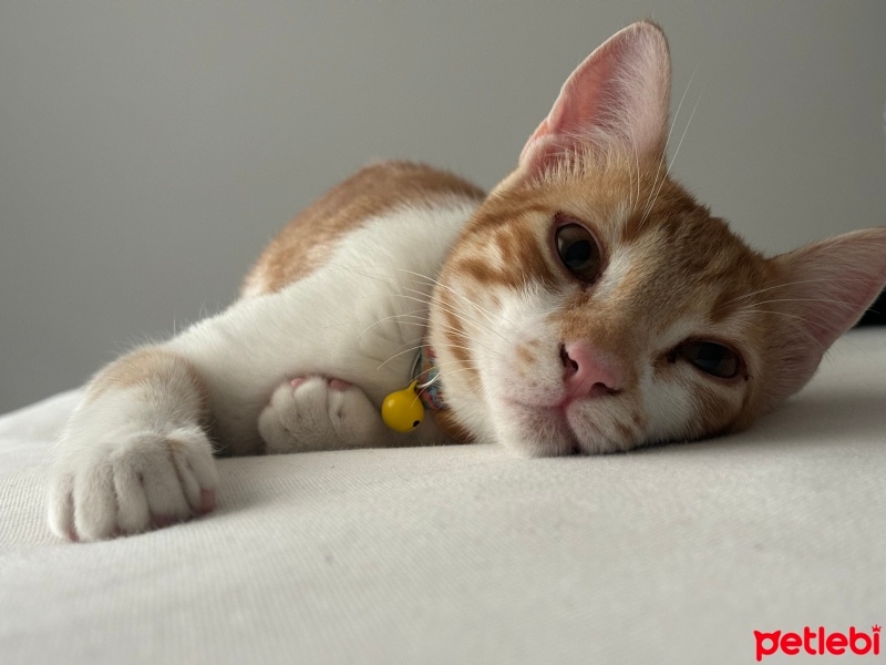 Tekir Kedi, Kedi  Dobby fotoğrafı