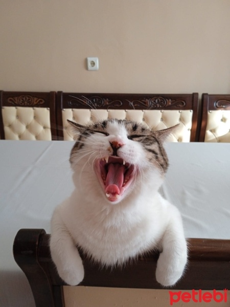 Tekir Kedi, Kedi  Muffin fotoğrafı