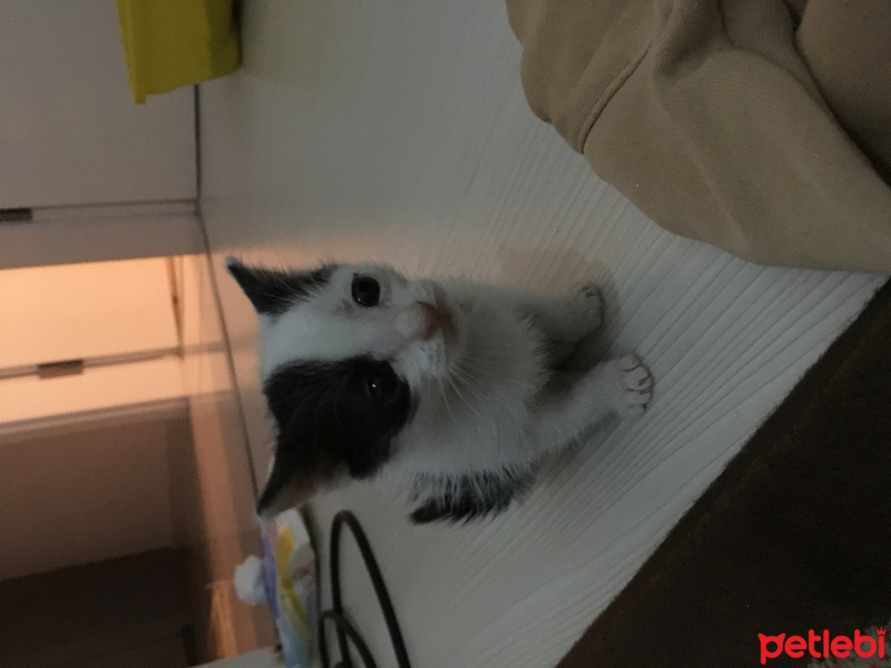 Tekir Kedi, Kedi  Zeytin fotoğrafı